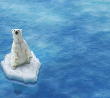 Kaltwassererzeugung   Eisbär