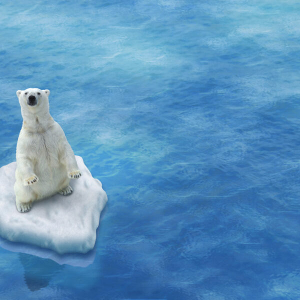 Kaltwassererzeugung   Eisbär