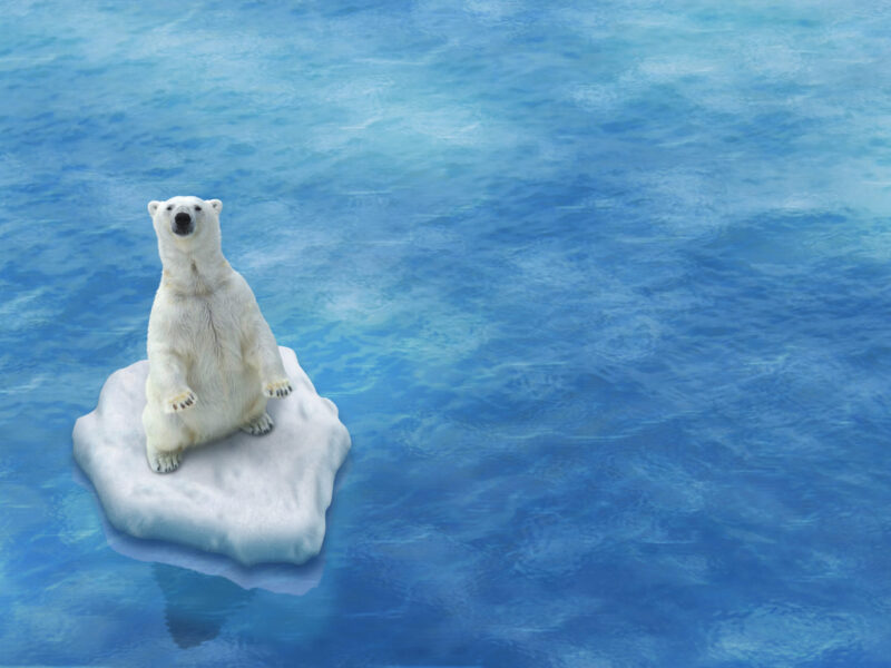 Kaltwassererzeugung - Eisbär Kaltwassererzeugung - Eisbär